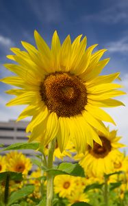 Preview wallpaper sunflowers, flowers, petals, field, yellow