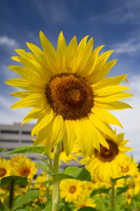 Preview wallpaper sunflowers, flowers, petals, field, yellow