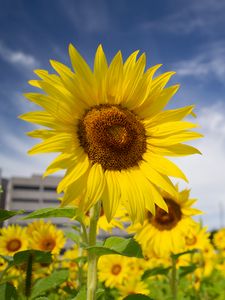 Preview wallpaper sunflowers, flowers, petals, field, yellow