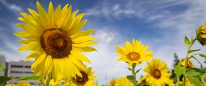 Preview wallpaper sunflowers, flowers, petals, field, yellow