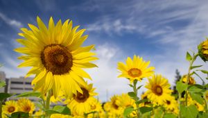 Preview wallpaper sunflowers, flowers, petals, field, yellow