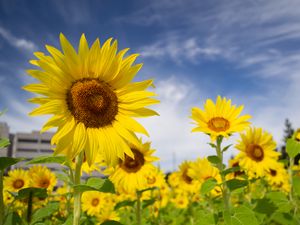 Preview wallpaper sunflowers, flowers, petals, field, yellow