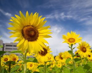 Preview wallpaper sunflowers, flowers, petals, field, yellow