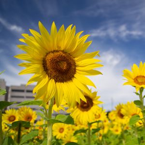 Preview wallpaper sunflowers, flowers, petals, field, yellow