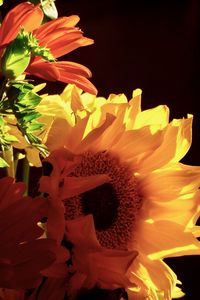 Preview wallpaper sunflowers, flowers, petals, yellow, macro