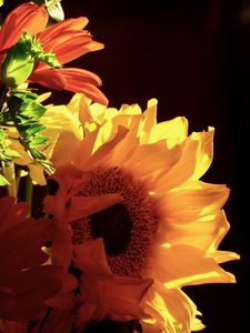 Preview wallpaper sunflowers, flowers, petals, yellow, macro