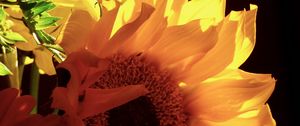 Preview wallpaper sunflowers, flowers, petals, yellow, macro