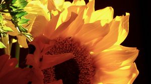 Preview wallpaper sunflowers, flowers, petals, yellow, macro