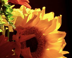 Preview wallpaper sunflowers, flowers, petals, yellow, macro