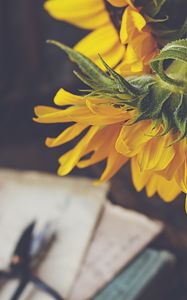 Preview wallpaper sunflowers, flowers, petals, macro, aesthetics