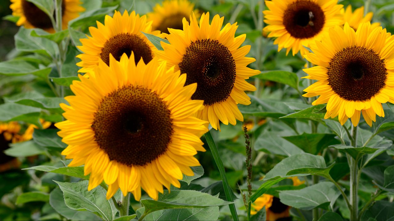 Wallpaper sunflowers, flowers, petals, leaves