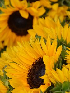 Preview wallpaper sunflowers, flowers, petals, yellow