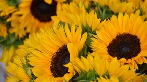 Preview wallpaper sunflowers, flowers, petals, yellow