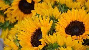 Preview wallpaper sunflowers, flowers, petals, yellow
