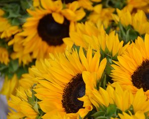 Preview wallpaper sunflowers, flowers, petals, yellow