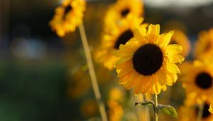 Preview wallpaper sunflowers, flowers, petals, blur, yellow