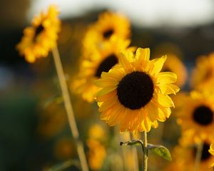 Preview wallpaper sunflowers, flowers, petals, blur, yellow