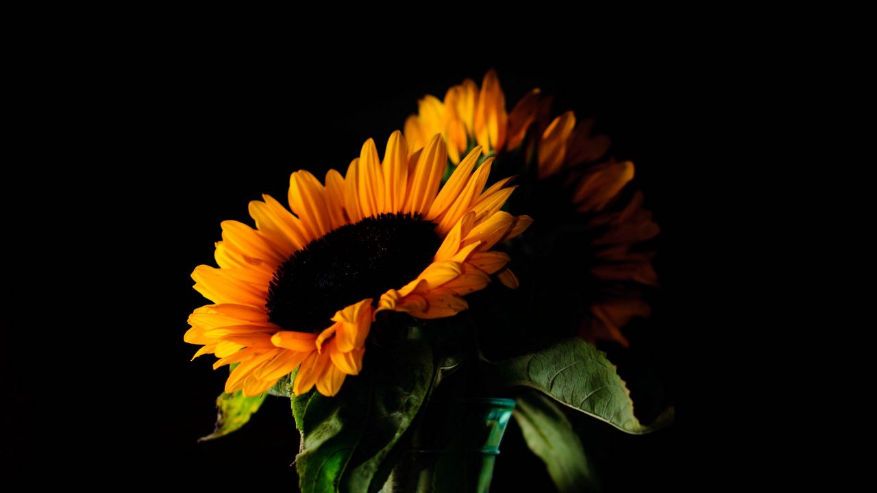 Wallpaper sunflowers, flowers, petals, vase