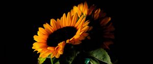 Preview wallpaper sunflowers, flowers, petals, vase