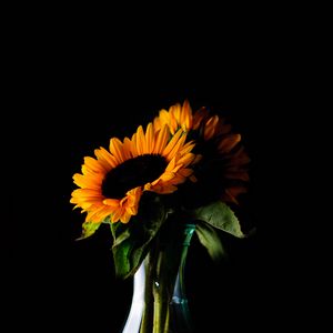 Preview wallpaper sunflowers, flowers, petals, vase