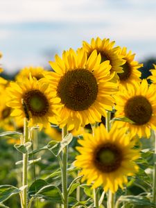 Preview wallpaper sunflowers, flowers, petals, blur