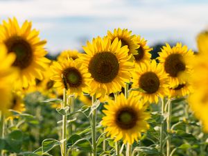 Preview wallpaper sunflowers, flowers, petals, blur