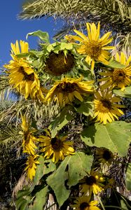 Preview wallpaper sunflowers, flowers, petals, leaves, shadow