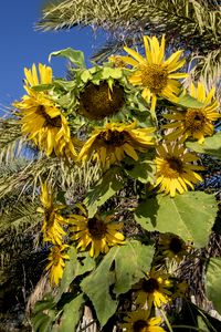 Preview wallpaper sunflowers, flowers, petals, leaves, shadow