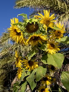 Preview wallpaper sunflowers, flowers, petals, leaves, shadow