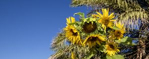 Preview wallpaper sunflowers, flowers, petals, leaves, shadow