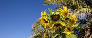 Preview wallpaper sunflowers, flowers, petals, leaves, shadow