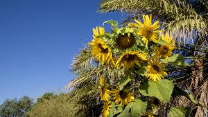 Preview wallpaper sunflowers, flowers, petals, leaves, shadow