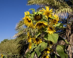 Preview wallpaper sunflowers, flowers, petals, leaves, shadow