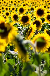 Preview wallpaper sunflowers, flowers, plant, field, yellow