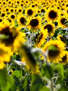 Preview wallpaper sunflowers, flowers, plant, field, yellow