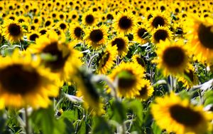 Preview wallpaper sunflowers, flowers, plant, field, yellow