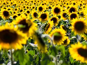 Preview wallpaper sunflowers, flowers, plant, field, yellow