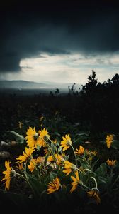 Preview wallpaper sunflowers, flowers, plants, distance, cloudy
