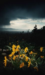 Preview wallpaper sunflowers, flowers, plants, distance, cloudy