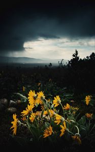 Preview wallpaper sunflowers, flowers, plants, distance, cloudy