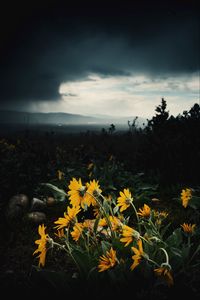 Preview wallpaper sunflowers, flowers, plants, distance, cloudy