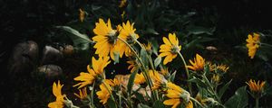 Preview wallpaper sunflowers, flowers, plants, distance, cloudy