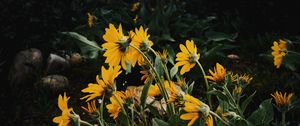 Preview wallpaper sunflowers, flowers, plants, distance, cloudy