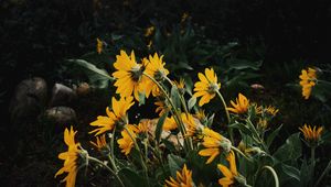 Preview wallpaper sunflowers, flowers, plants, distance, cloudy