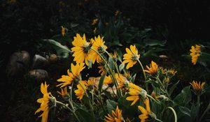 Preview wallpaper sunflowers, flowers, plants, distance, cloudy
