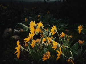 Preview wallpaper sunflowers, flowers, plants, distance, cloudy