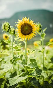 Preview wallpaper sunflowers, flowers, plants, stems