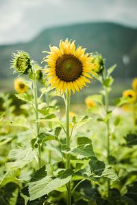 Preview wallpaper sunflowers, flowers, plants, stems