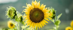 Preview wallpaper sunflowers, flowers, plants, stems