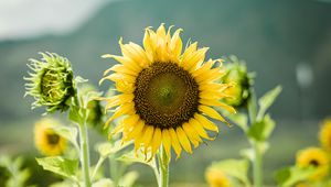 Preview wallpaper sunflowers, flowers, plants, stems